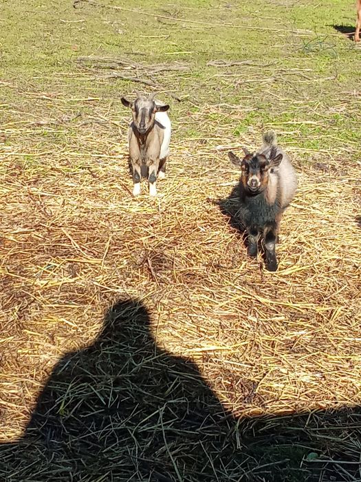 3 Cabras anas 2 chibus