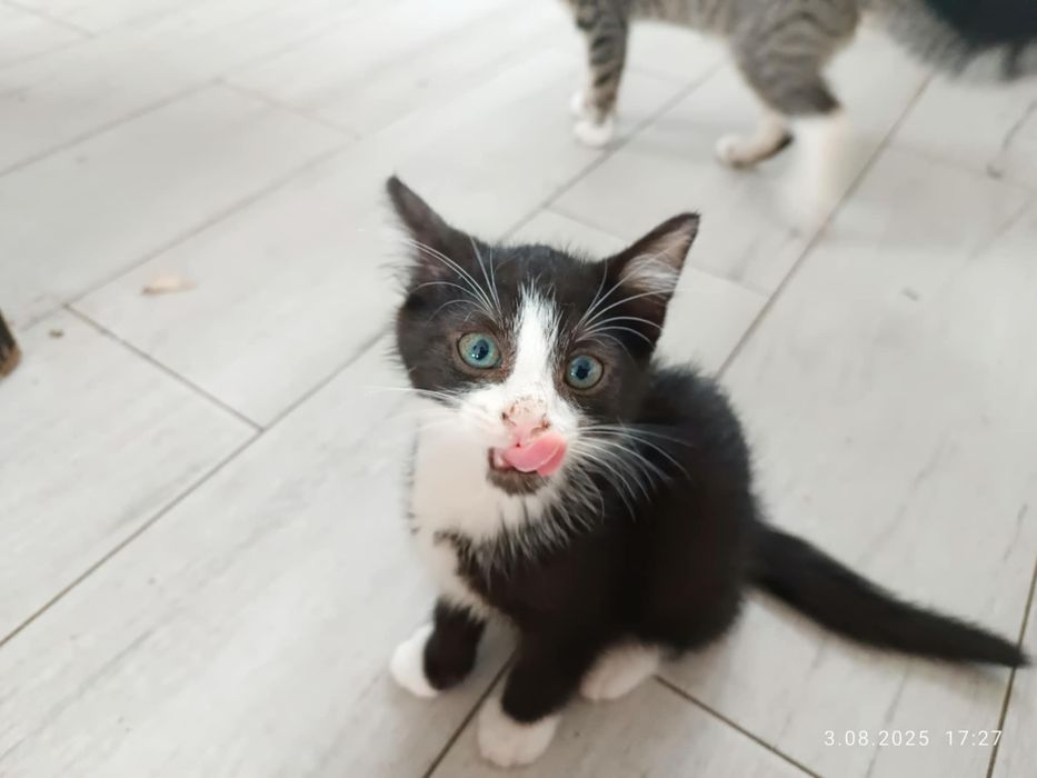 McQueen, 3 miesiace!