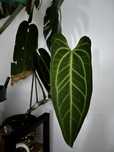 Anthurium Warocqueanum