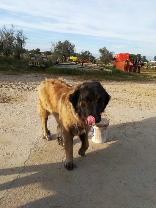 Cachorro Serra da Estrela