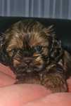 Shih-Tzu cudowny chłopczyk