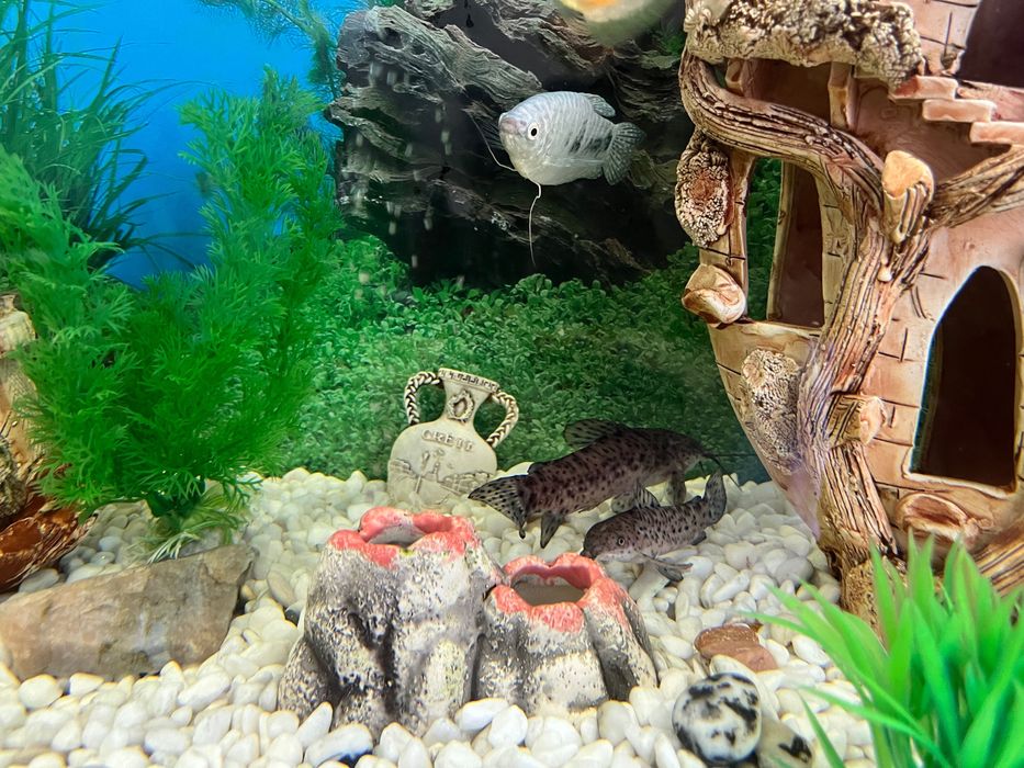 Акваріум природа на 200 літрів