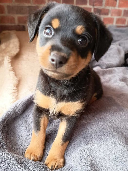 Szczeniaki pinczer miniaturowy