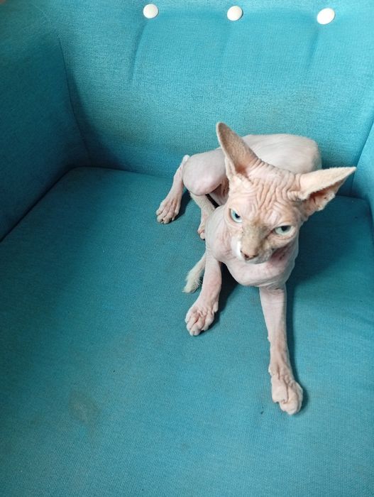 Gatinha sphynx  muito meiga