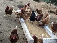 Vende se galinhas em postura e sem estar em posturaestar a