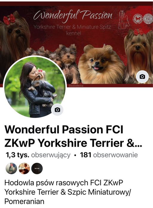 York Yorkshire Terrier FCI ZKwP
