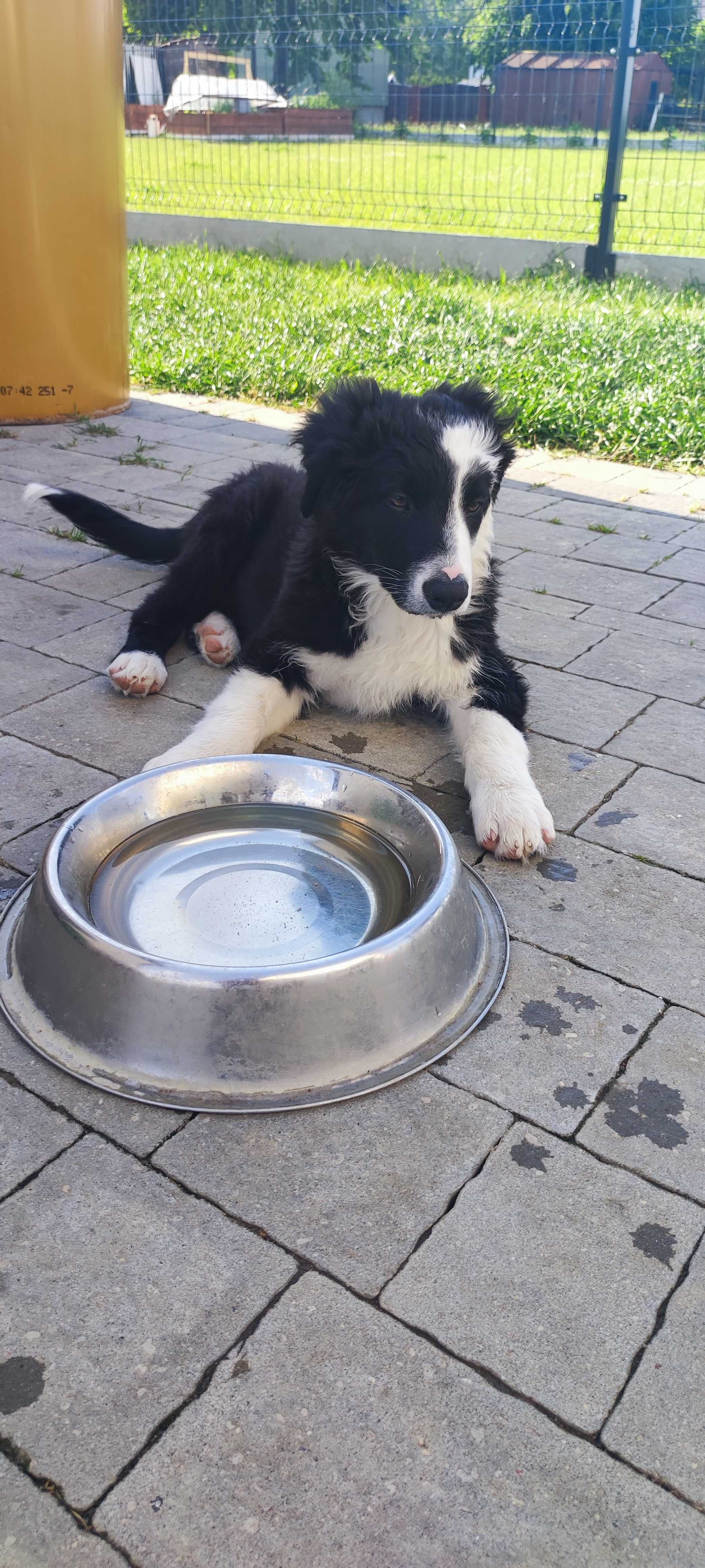 Piesek Border Collie - Baster