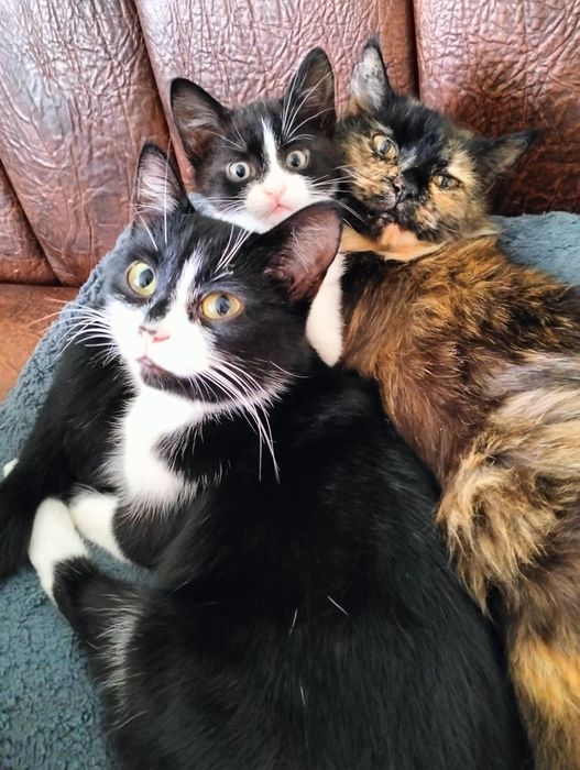 Віддам в добрі руки