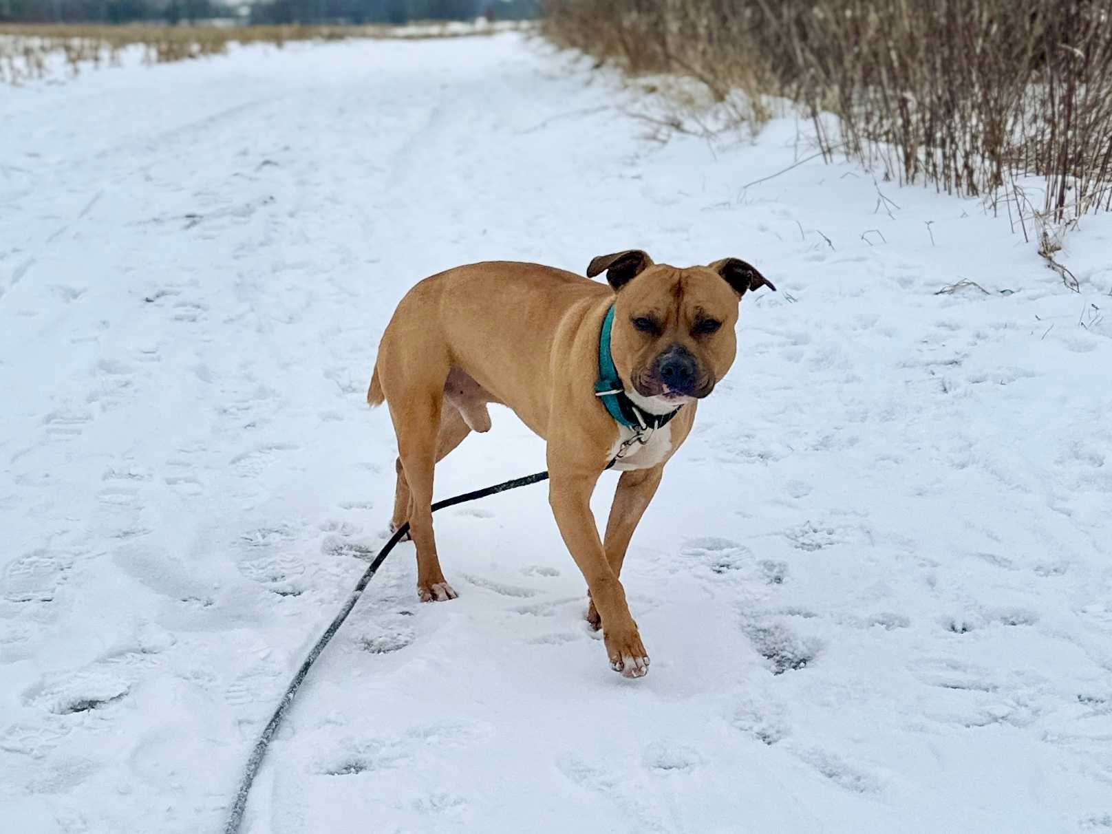 Odmień los skrzywdzonego pitbulla Rokiego