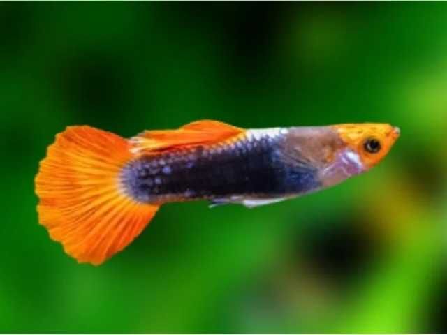 Guppy Koi Tuxedo linhagem pura