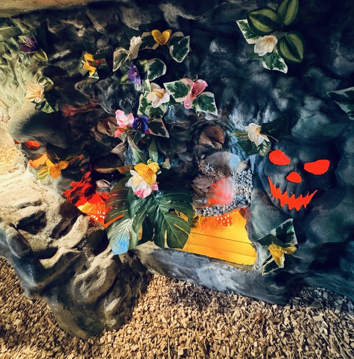 Giga Terarium - Agama - jaszczurki - legwan / sprzedam - zamienie