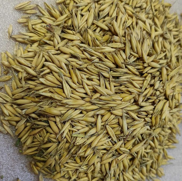 Owies 20 kg – Pasza Naturalna dla Koni, Królików, Drobiu, Gołębi