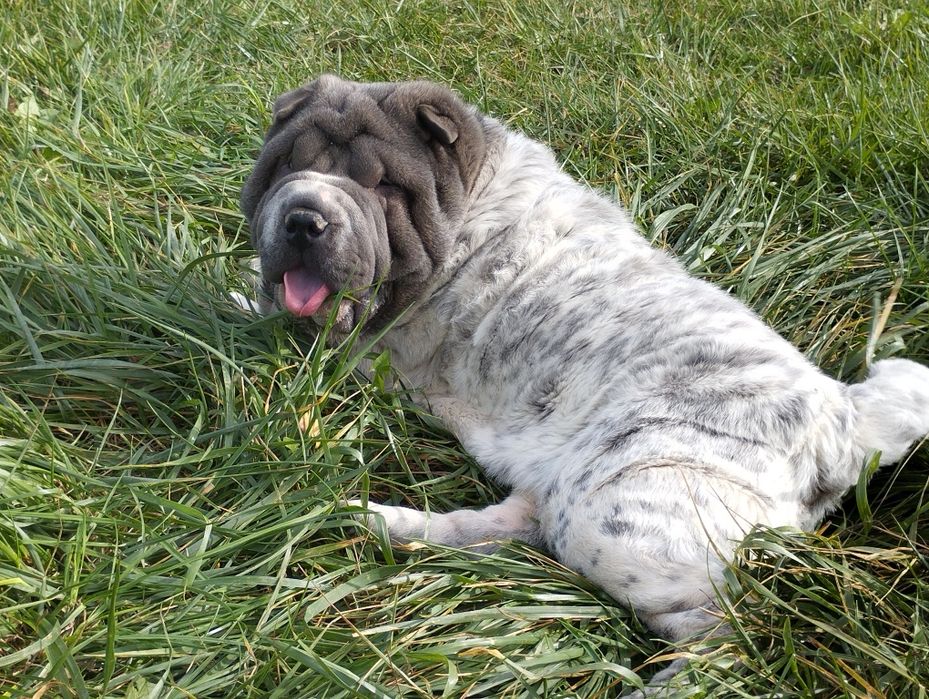 Shar pei flowered biało niebieski
