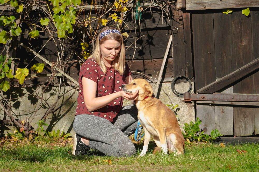 Medo - fajny psiak szuka domu