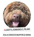 Lagotto Romagnolo FCI  Szczeniaczek Szczeniak Szczenięta z hodowli FCI