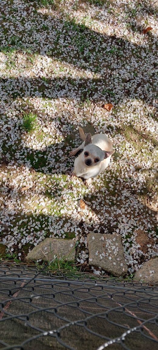 Suczka chihuahua