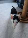 Tulasek Nikoś do adopcji