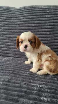 Cavalier King Charles Spaniel piesek do rezerwacji z rodowodem