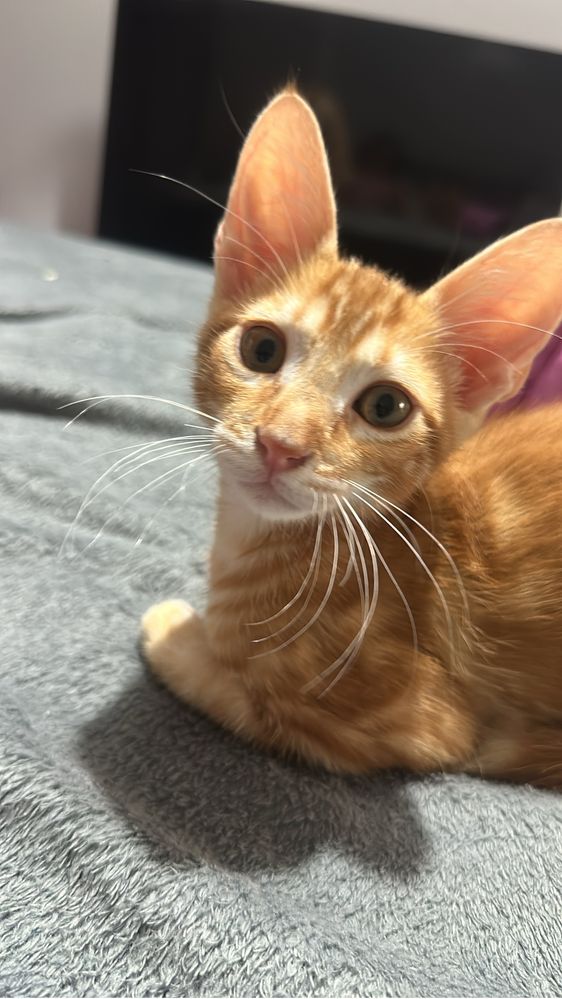 Gatinho para doação