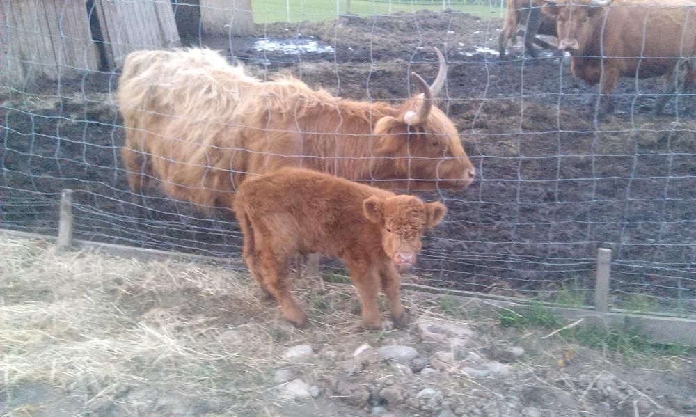 Bydło Szkockie i Longhorn Texas - byki krowy cielaki