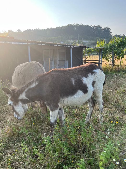Vendo burro malhado
