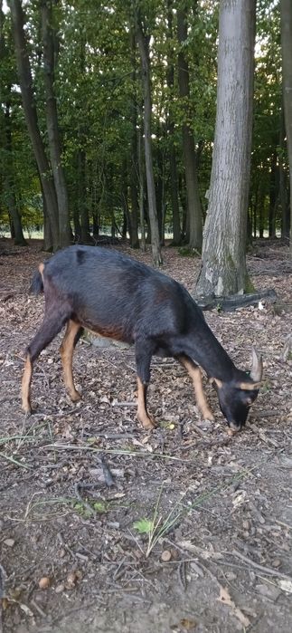 Кози, альпійці, нубійці, щааненки