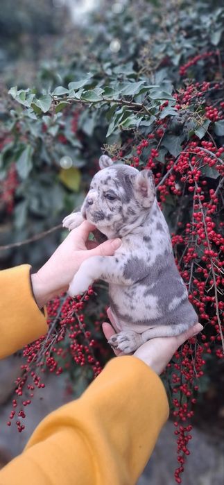 Французькі бульдожки дівчатка і хлопчики мерлє!!!