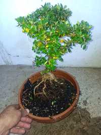 bonsai oliveira 10 anos.