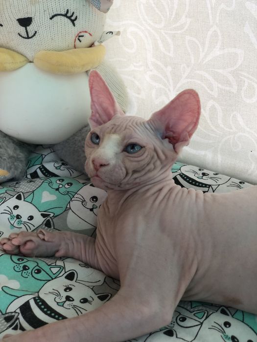 Котенок девочка сфинкс!