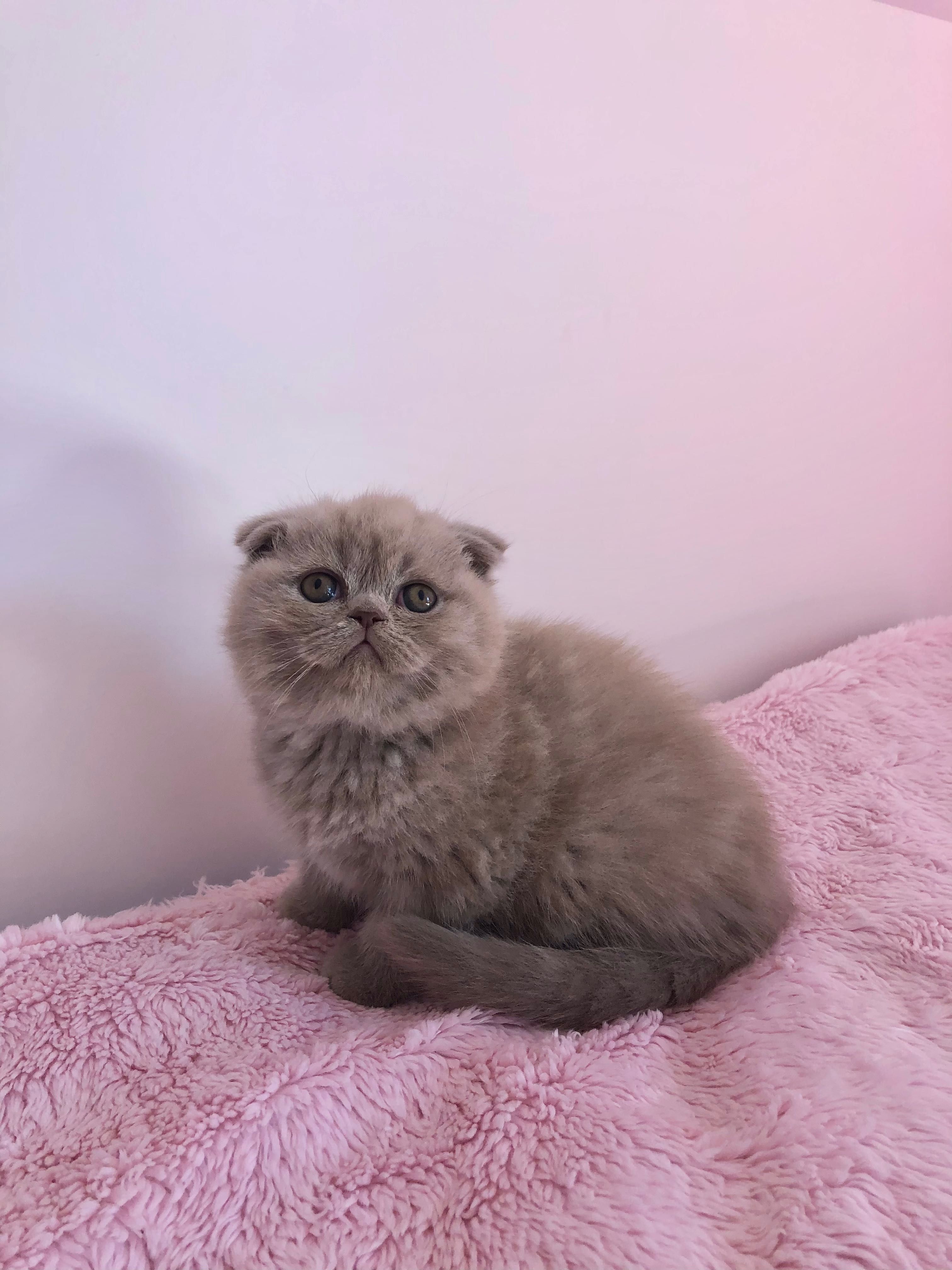Fêmea Scottish Fold Lilac