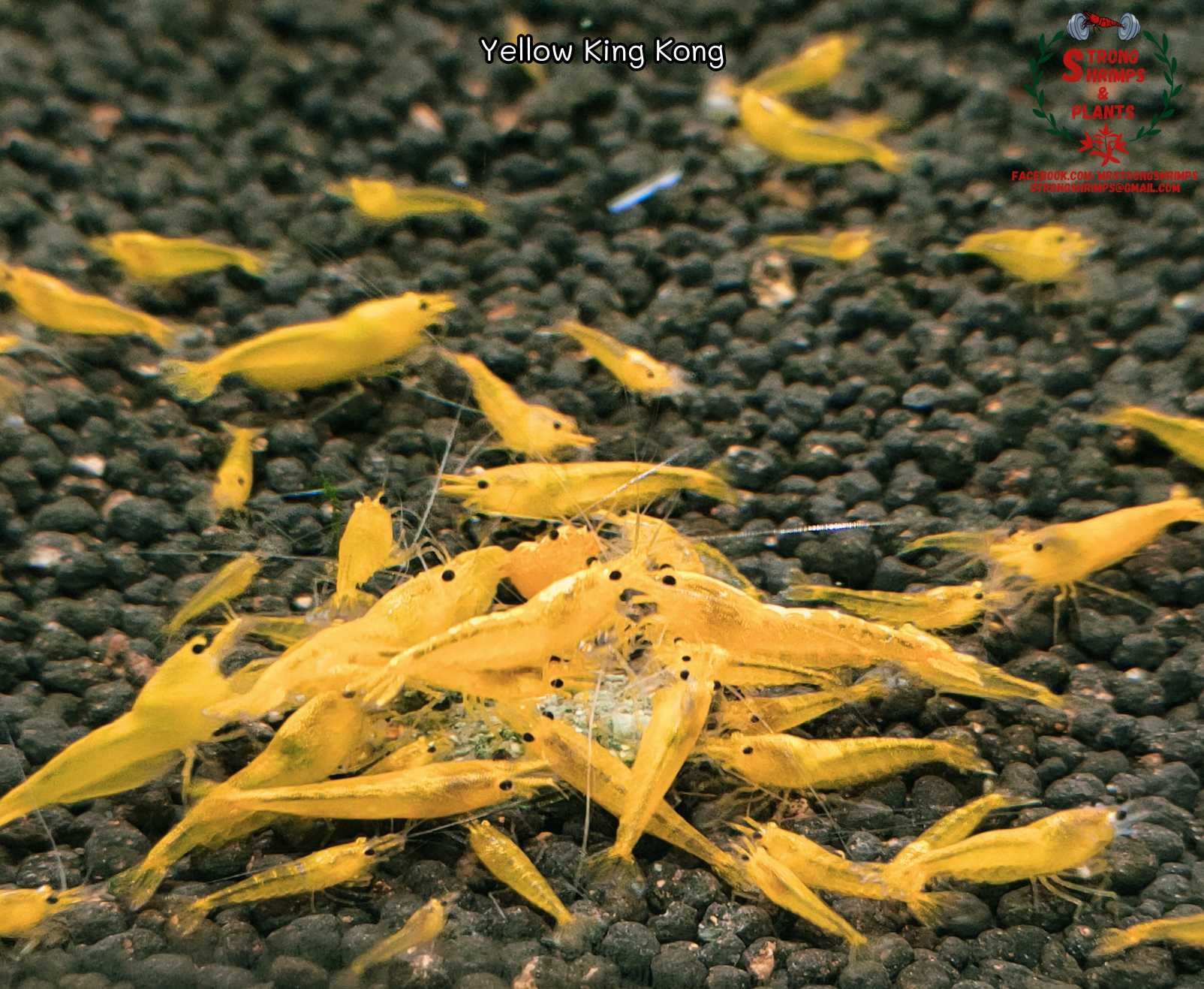 Krewetki Caridina Yellow King Kong gen Galaxy ZAMIANA GRATIS PROMOCJA
