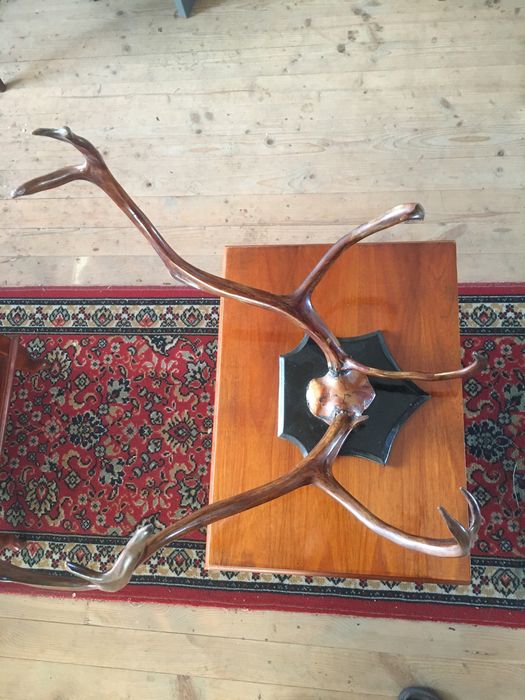 Роги оленя північного