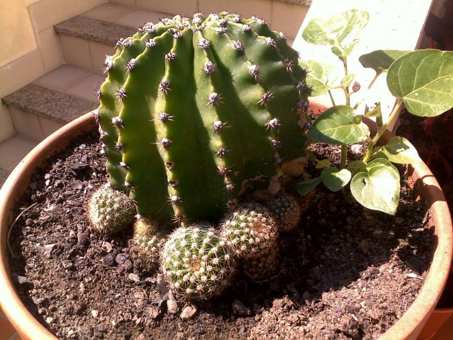 Cactos bola em vaso de barro