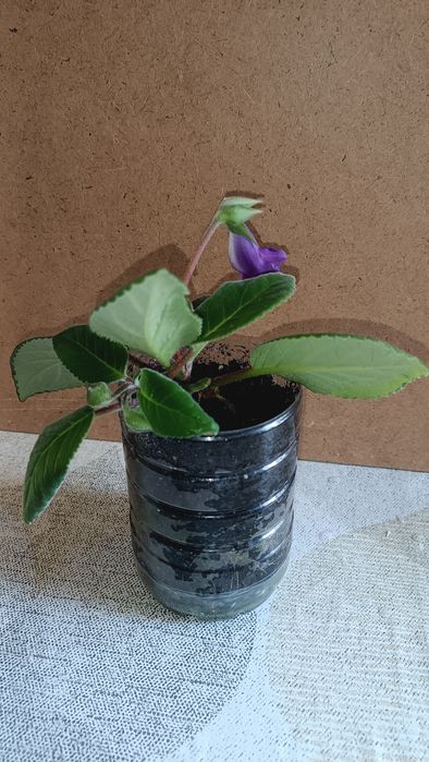 Глоксиния фиолетовая