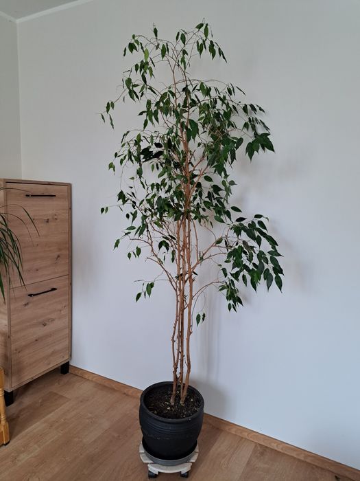 Sprzedam kwiat -fikus Benjamina