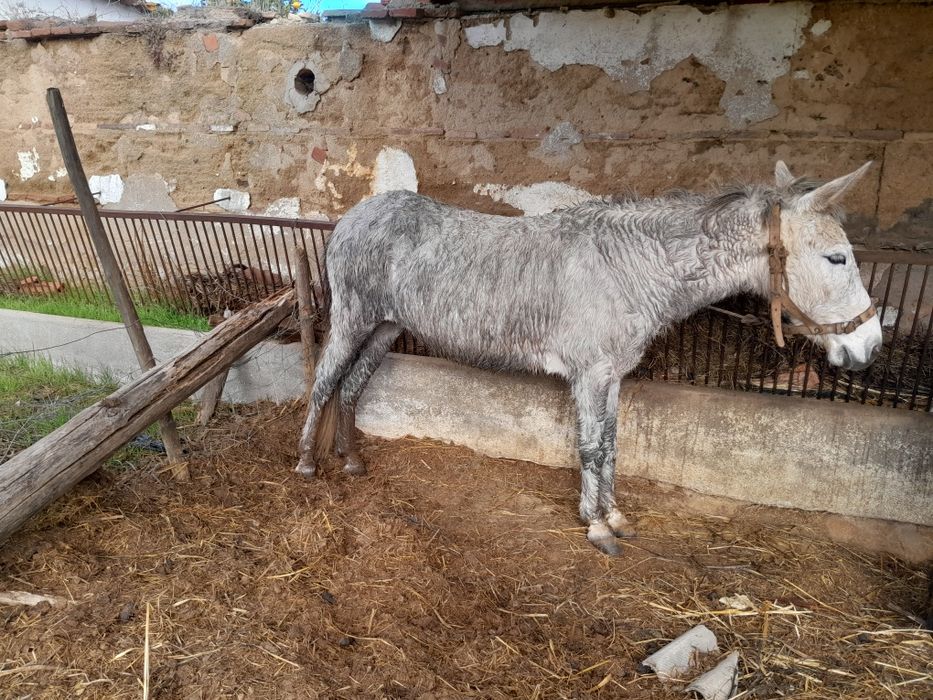 Vendo  ou troco mula