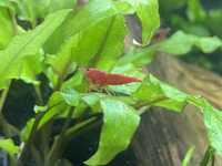 Krewetki neocaridina Red Cherry