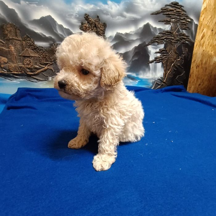 Suczka Maltipoo F1b