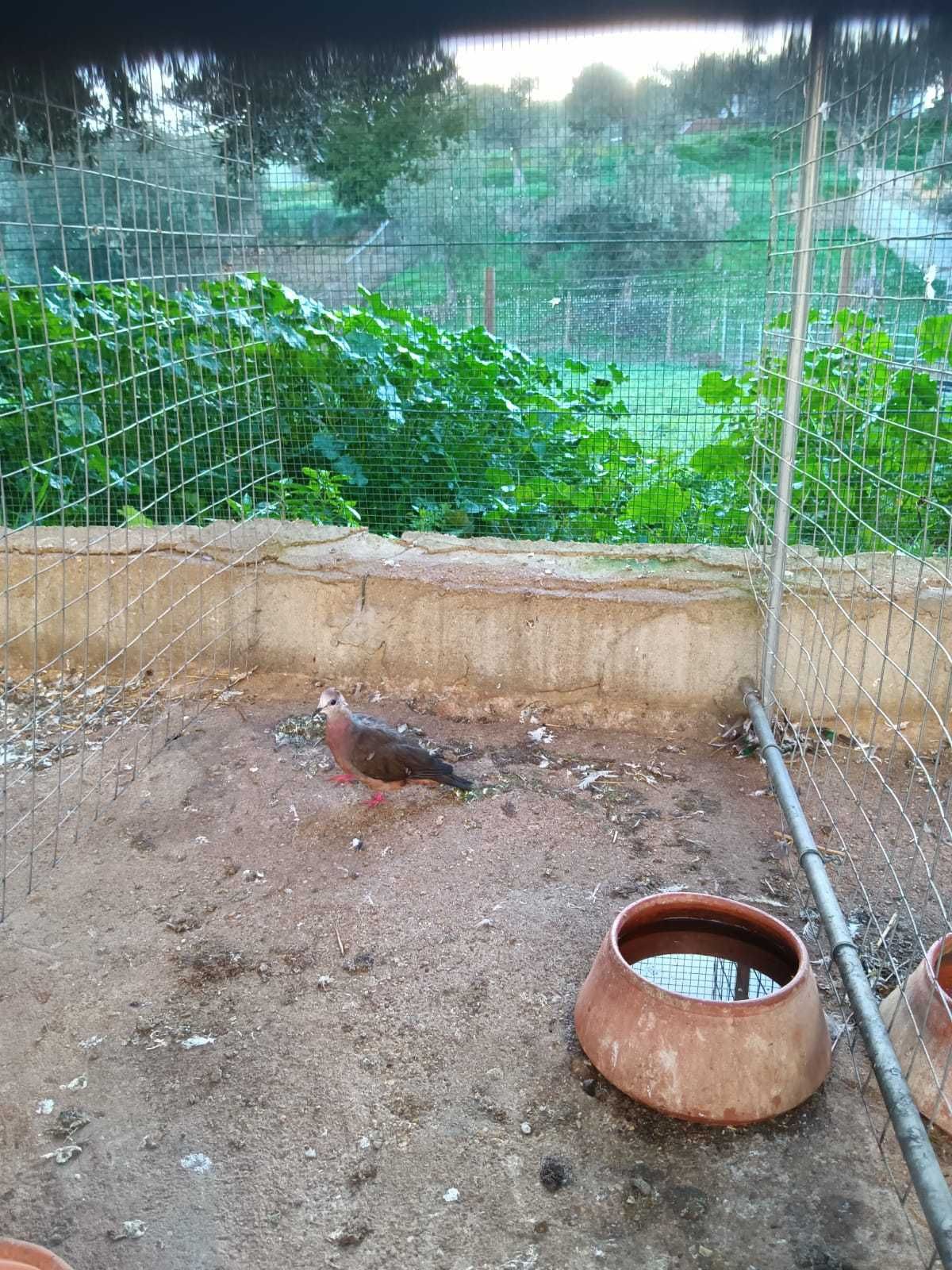 Rolas larvata ou alamaquitas