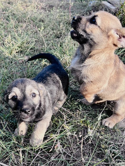 Срочно отдам трёх щенков девочек