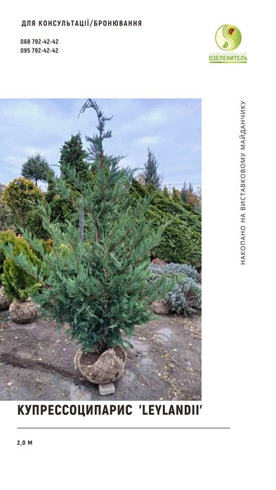 Ялина, туя, сосна, ялиця, піхта, ялівець