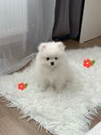 Нежнейшые мальчики-померашки