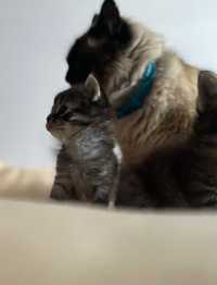 Кошенята від Гімалйської кішки