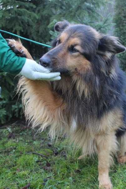 097109 Armin do adopcji