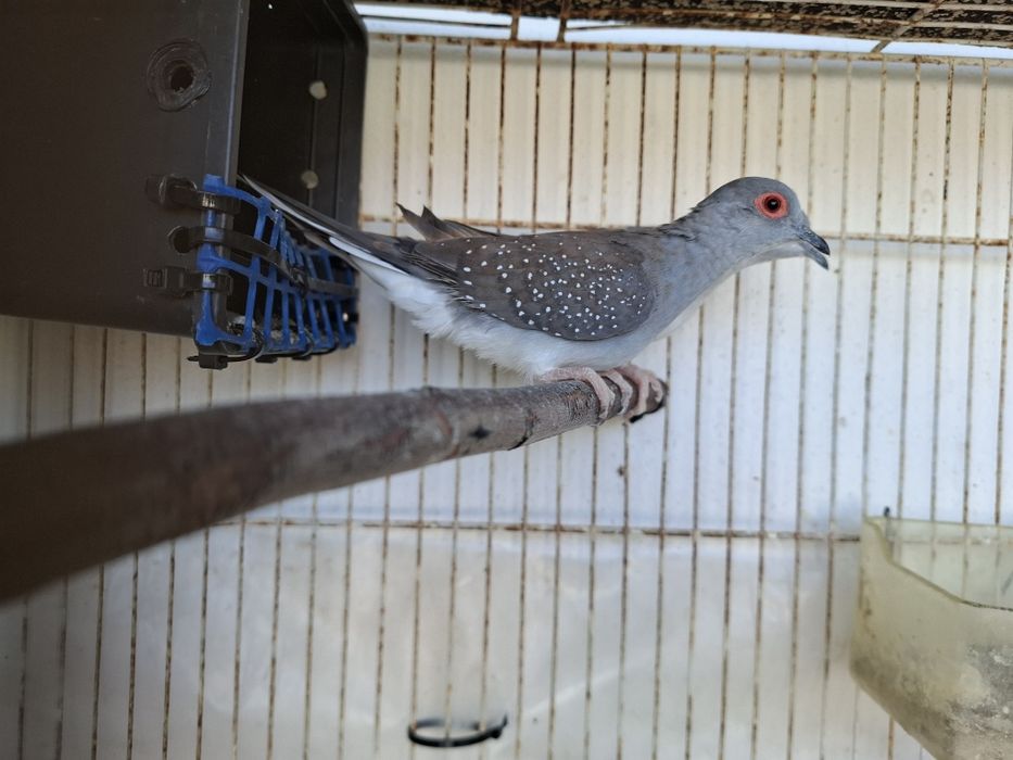 Venda de Diamantes Gold,  Babetes, Madarins e Rolas Diamante s