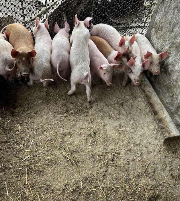 Продаються поросята Макстер і Кантор