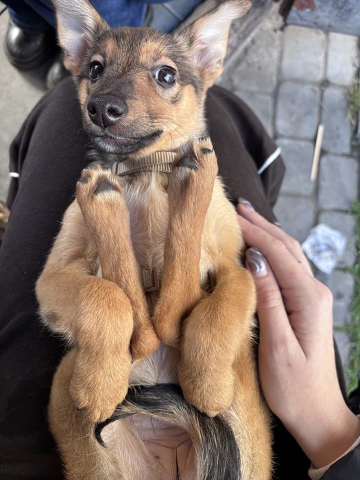 Віддам в хороші руки