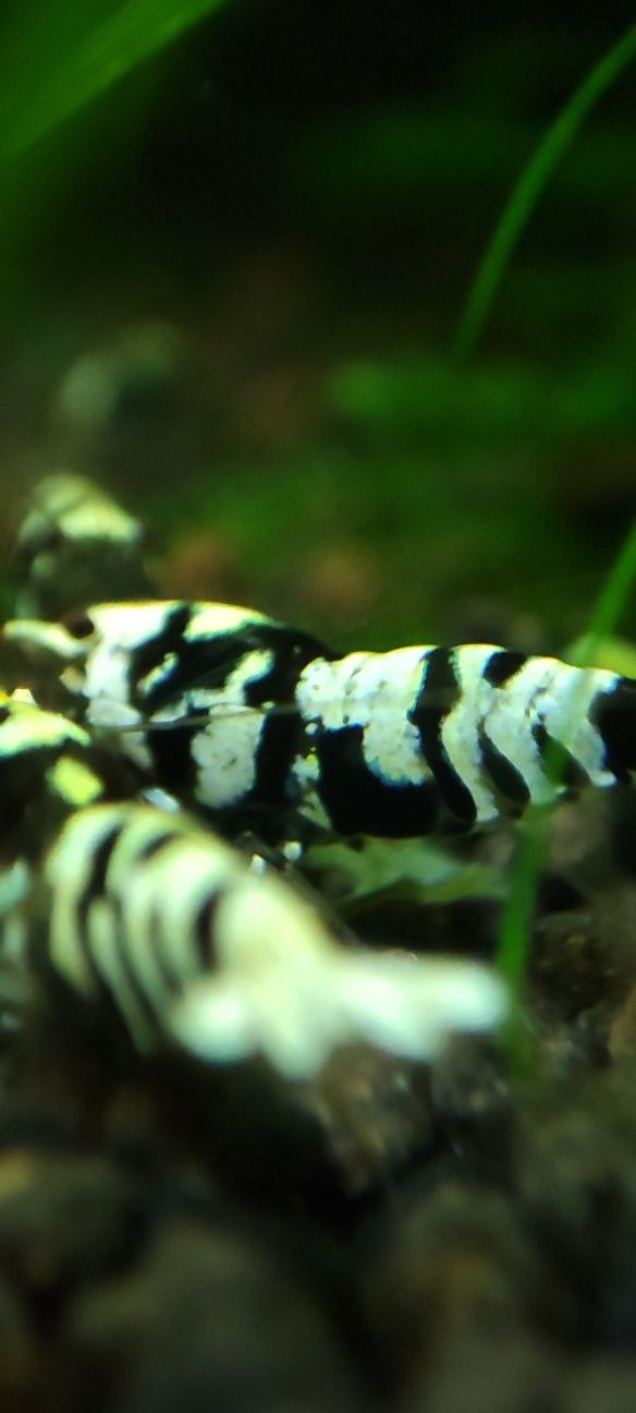 Krewetki Caridina Black Fancy Tiger