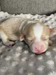 MALTIPOO Samiec F1 Ogloszenie dotyczy samca
