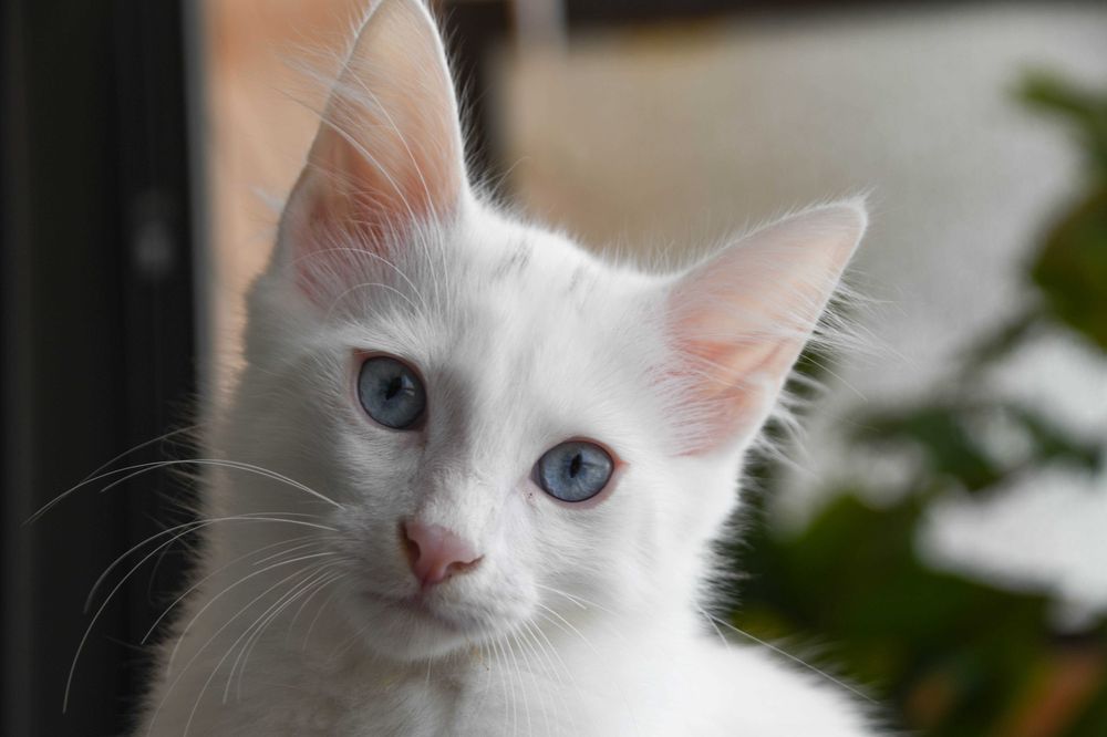 Bethânia: excelente exemplar. Angorá turca branca de olhos azuis